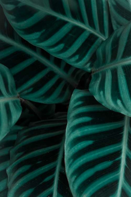 plant leaf textures pattern close up