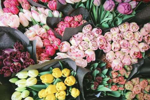 colorful flower tulip plant display