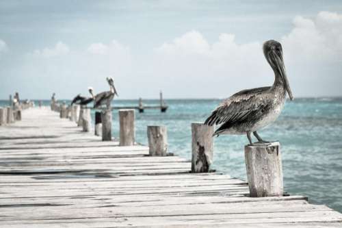 sky clouds pelican birds dock
