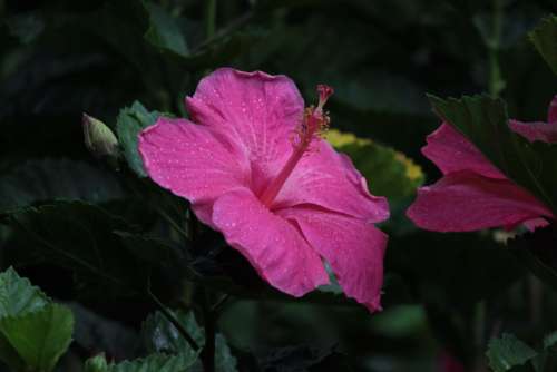 flower pink hibiscus nature natural
