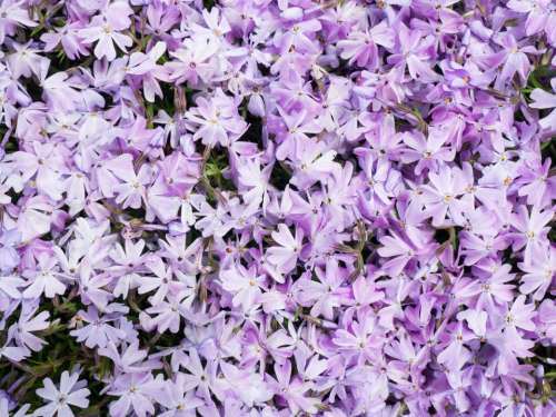 flowers nature blossoms lilac petals