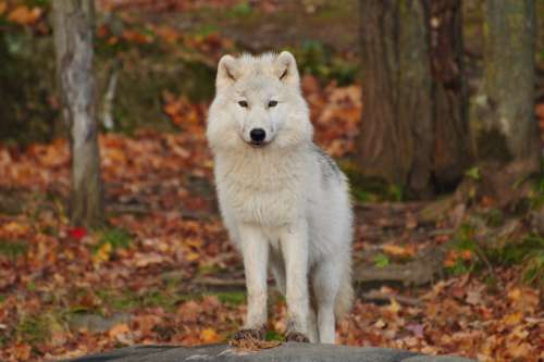 animal wolf canine close-up white