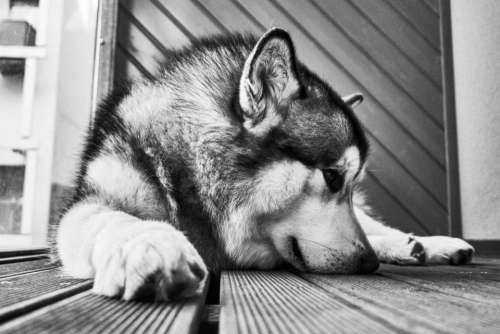 black and white floor dog animal husky