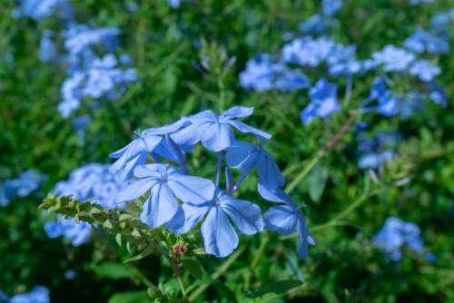 flowers blue plant garden wild