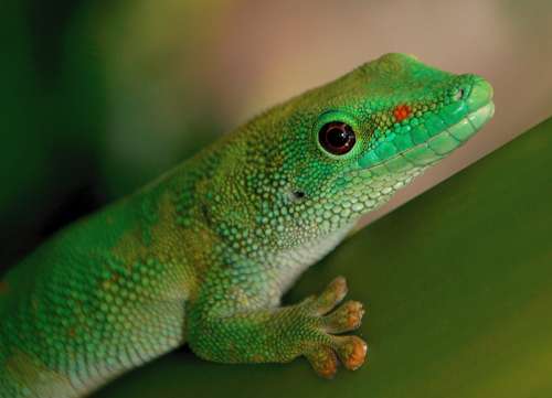 green gecko close up macro wildlife