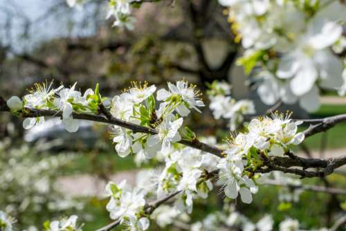 white flower tree plant blur