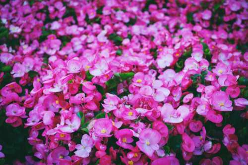 pink flowers garden nature