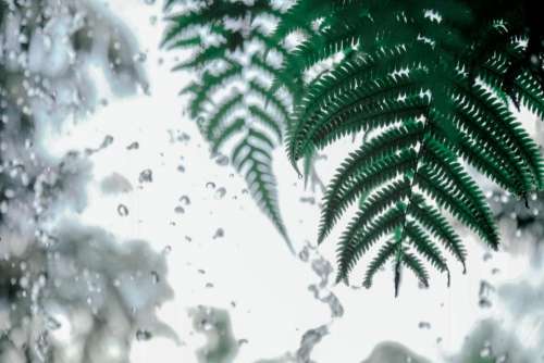 nature ferns leaves window glass