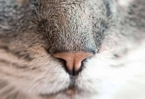 closeup cat nose animal feline