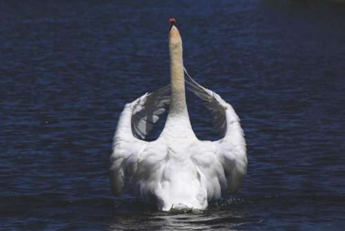 swan beak white eyes bird