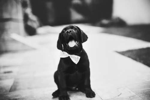 happy black labrador dog animal puppy