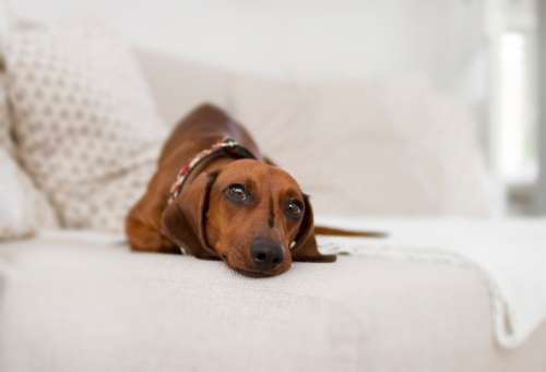 photogenic dachshund dog pose portrait