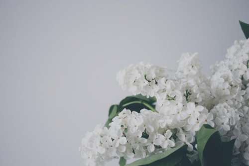 white flowers decor