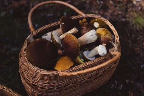 woven basket mushrooms nature outdoors