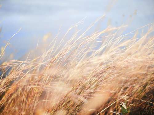 nature wheat field grain grass