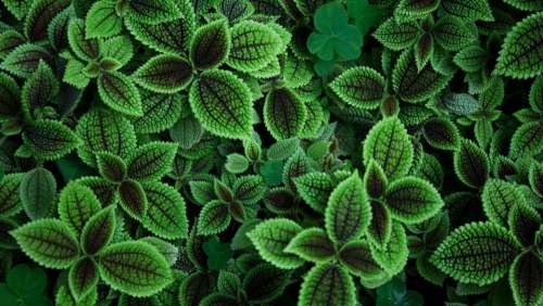 green leaf plant nature herb