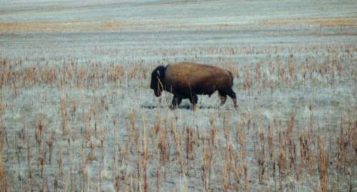 buffalo animal grass nature field