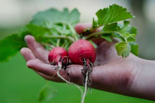 radish vegetables roots food healthy