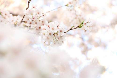 flower white petal bloom garden