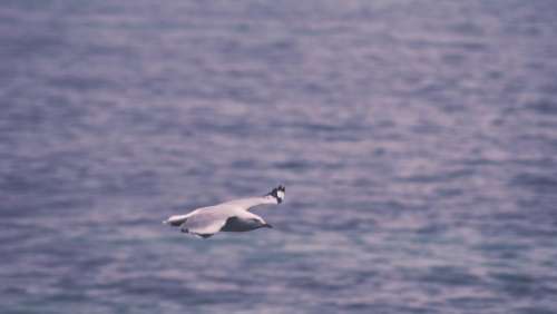 birds flying wings animals water