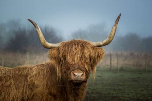 highland cow field farm animal