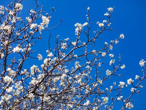 cherry blossoms tree plants nature