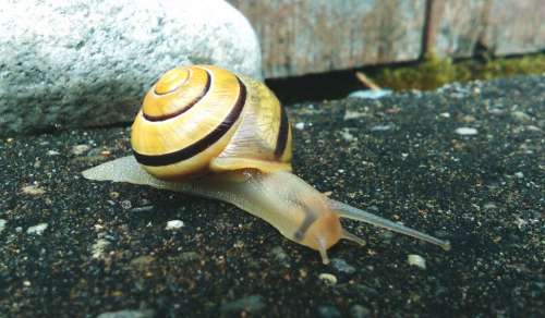 rock stone snail animal shell