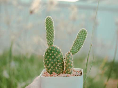 garden cactus plant green pot