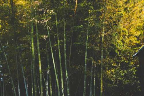 bamboo trees forest woods leaves