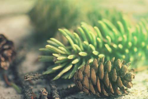 pine cone nature