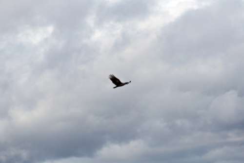 clouds bird flying sky flight