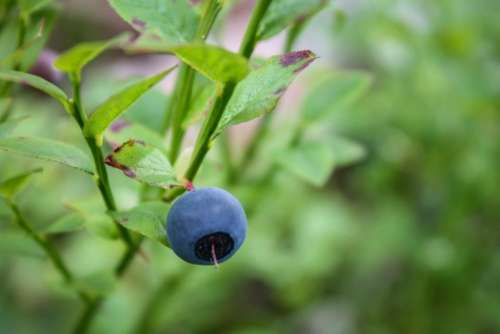 blueberry fruit crop juice food