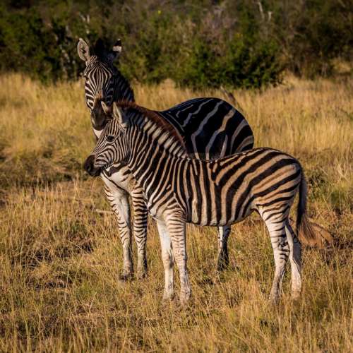 zebra animal wildlife nature outdoor