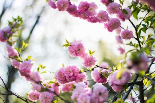 pink blossoms bloom flower tree