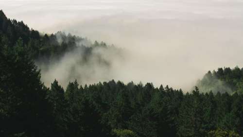 nature forests trees pine fog
