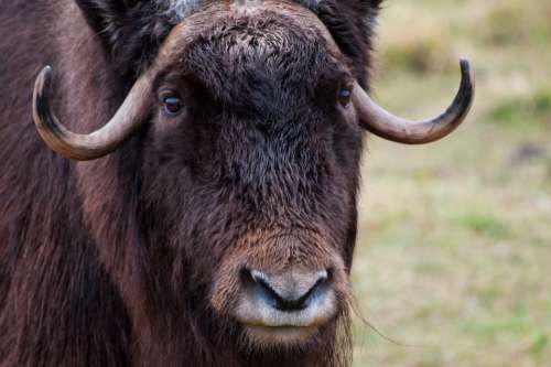 ox wildlife animals horns musk