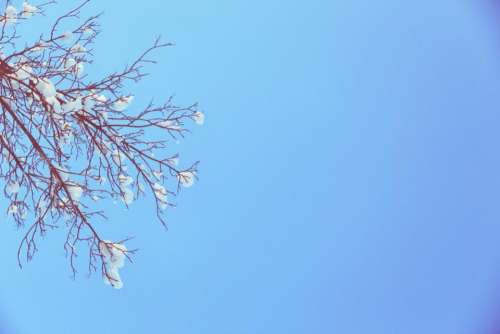 blue sky winter snow branches