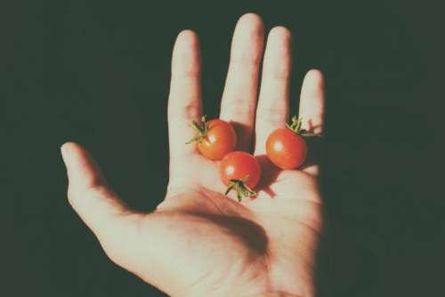 tomatoes tiny hand fruits food