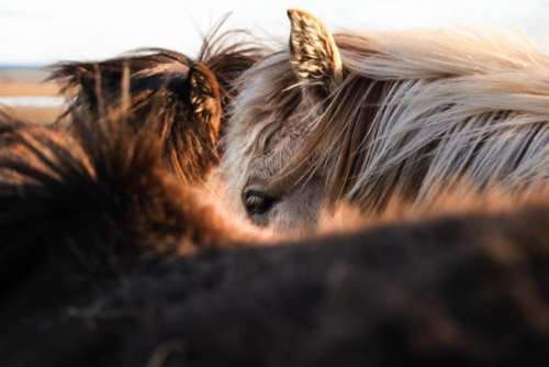 horse animal fur