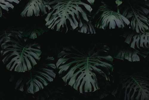 dark green leaf plant nature