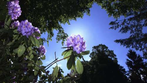blue sky tree plants flower