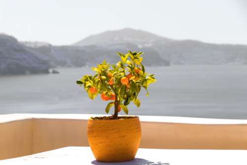 santorini greece flower view caldera