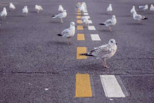 seagulls birds pavement road