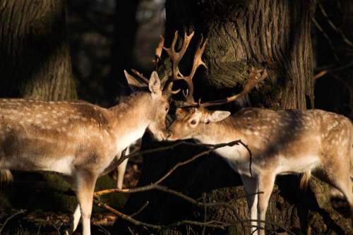 deer animal horn wildlife forest