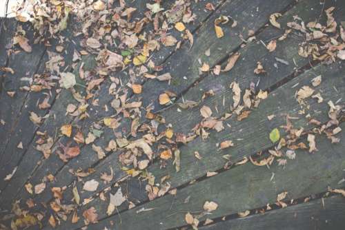wood deck leaves autumn fall