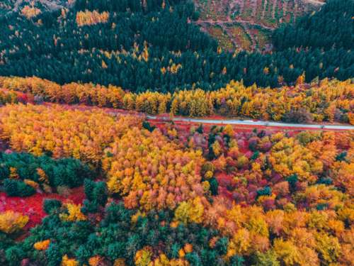 foliage aerial road colorful trees