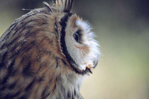 owl feathers close up animals wildlife
