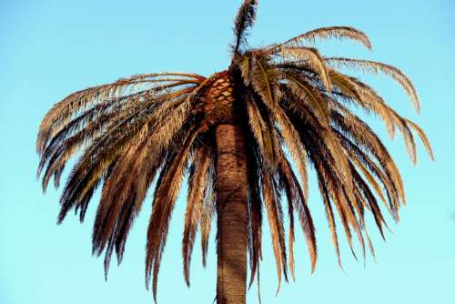 palm tree blue sky tropical vacation