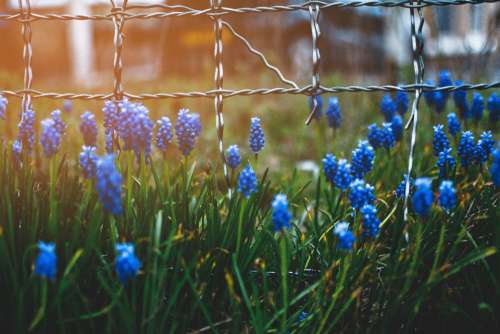 blue wildflower fence nature flower