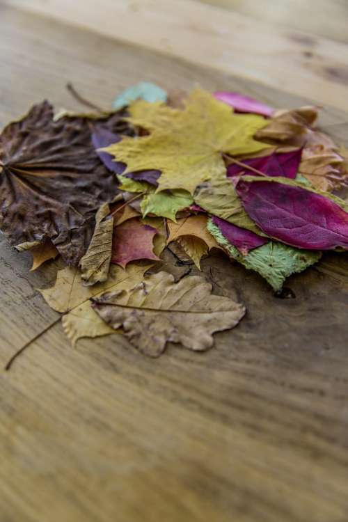 colorful leaf autumn fall wooden